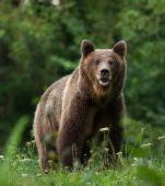 Un copil de 8 ani din Covasna a fost atacat de urs! Ce facem când ne întâlnim cu ursul pe un traseu montan