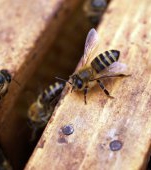 Terapia cu venin de albine. Ce beneficii are si ce boli vindeca