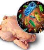 Alertă alimentară! Tone de carne de pui contaminate cu salmonella retrase din magazinele din România