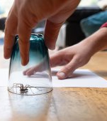 Păianjeni de casă: cum să scapi de arahnide și cum poți să previi apariția acestora