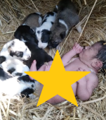 O mamă cățelușă a salvat viața unui bebeluș abandonat, îngrijindu-l ca pe propriul pui