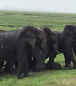 Momentul uimitor când o familie de elefanți sărbătorește nașterea unui puiuț
