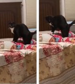 Momentul zilei: mama surprinde pisica familiei în timp ce îi face masaj bebelușului
