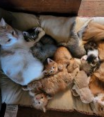 Co-parenting felin: două mame pisicuțe au grijă împreună de puii lor