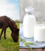 Lapte de măgăriță: beneficii, proprietăți și idei de rețete