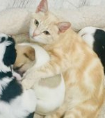 Mamele, tot mame: o pisicuță adoptă trei cațeluși orfani și îi crește ca pe proprii ei pui