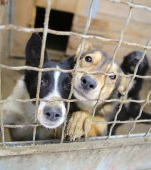 Cum s-a sărbătorit Ziua Mondială a Animalului la un adăpost de animale din București