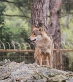 O fetiță a fost mușcată de un lup la grădina zoologică din Sibiu