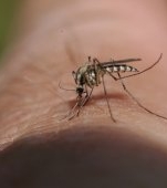 Atenție, părinți! Peste 50 de cazuri confirmate cu virusul West Nile în România. Ce măsuri trebuie să luați