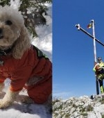 Zoe Alpinista, cățelușa care a cucerit cei mai înalți munți! Este primul câine care a obținut legitimație de mountaniard