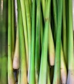 Lemongrass: beneficii și mod de utilizzare