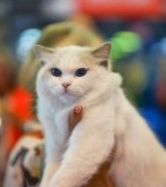 Mustățile care simt vibrațiile din aer: lumea unică a pisicilor, explicată de experții ROYAL CANIN®