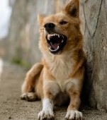 O fetiță de șase ani din Alba a fost la un pas de tragedie după ce a fost mușcată de un câine în drum spre bunici. Fratele ei a salvat-o