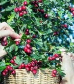 Păducel: beneficii și proprietăți