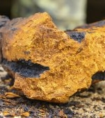 Ciuperci chaga: beneficii și proprietăți