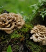 Ciuperca maitake: beneficii și recomandări