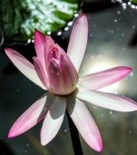 Semințe de lotus: beneficii și recomandări