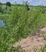 Darius, un copil de 8 ani din Arad a murit după ce s-a încat într-un lac. A mers la scăldat cu alți 2 copii și niciunul nu știa să înoate