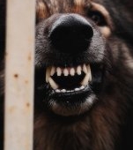 Un copil de 2 ani din București a ajuns la spital după ce a fost mușcat de un câine