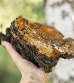 Extractul de ciupercă Chaga: beneficii pentru piele și organism