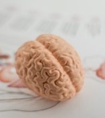 Nervul vag: ce este și ce rol are în organism?