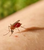 Filarioza: cauze, simptome și tratament