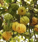 Garcinia cambogia: beneficii și recomandări