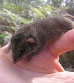 Cercetatorii australieni au descoperit o noua specie de marsupiale care face sex pana moare in timpul sezonului-maraton de imperechere