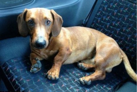 Cu pretul propriei vieti, Leo, un catel basset, a salvat viata unei fetite
