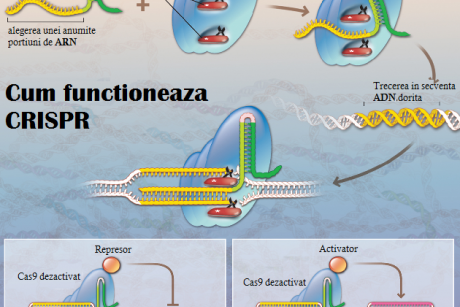 Inovatie: cercetatorii “corecteaza” ADN-ul pentru a vindeca boli
