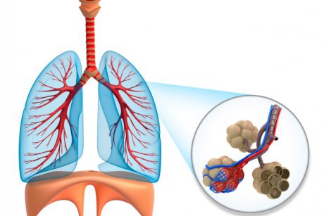 Anatomia plamanilor