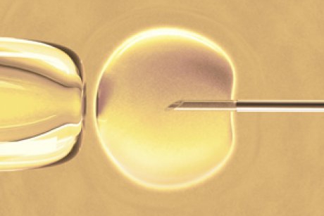 O noua sansa pentru cei care isi doresc copii: fertilizare in vitro gratis