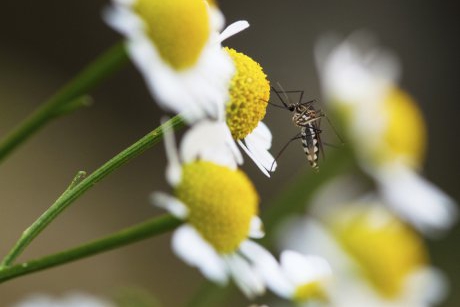 Repelente naturale pentru tantari