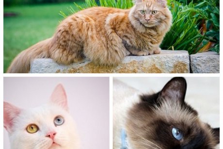 Top 10 rase de pisici recomandate pentru copii
