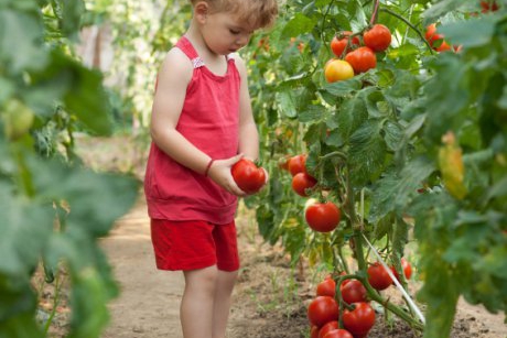 Rosiile in alimentatia copilului