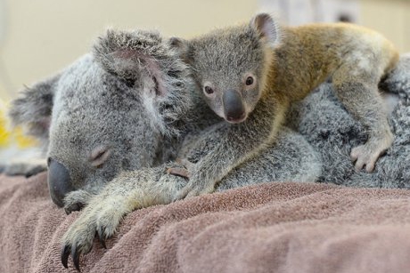 Momentul adorabil al zilei: Un pui koala a stat alaturi de mamica lui in timpul unei operatii de urgenta