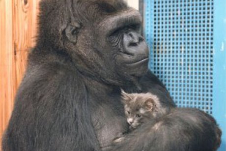 In sfarsit, a devenit mama: gorila Koko a adoptat doi pui de pisica; imaginile cu ei sunt induiosatoare