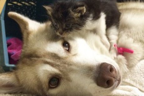Cei mai buni prieteni: un catel husky salveaza o pisicuta de la moarte