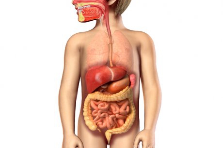 Sistemul digestiv: informatii pentru mame responsabile 