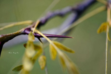 Jurnal de tătic. Spinoasa problemă a celor 12 Evanghelii