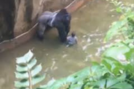 O gorilă este ucisă când un copil ajunge în cușca ei. Părinții vor fi acuzați