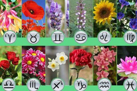 Zodiacul floricol: ce floare este copilul tău