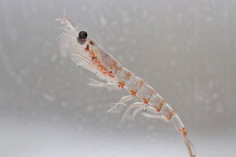 Totul despre uleiul de krill