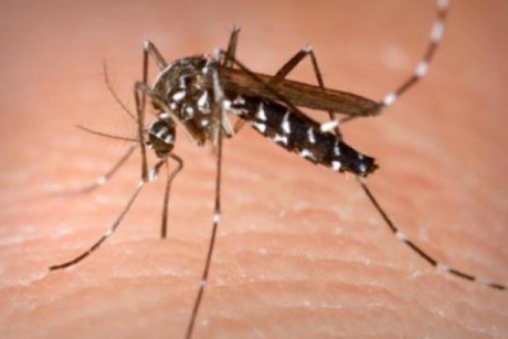 Atenție părinți! Trebuie să vă feriți copiii de țânțarul cu pete albe