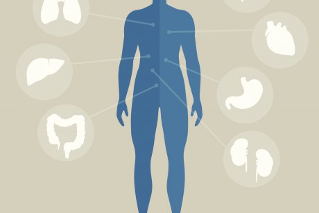S-a descoperit un nou organ în corpul omului și este ascuns în propria ta burtă