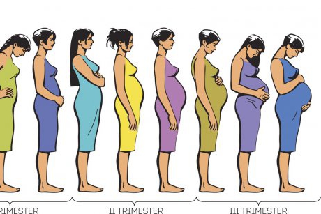Tabel cu lunile de sarcină