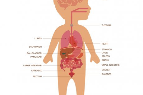 Cum influențează flora intestinală comportamentul copilului