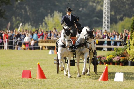 KARPATIA HORSE SHOW 2017: Zece mii de vizitatori, zeci de concurenți!