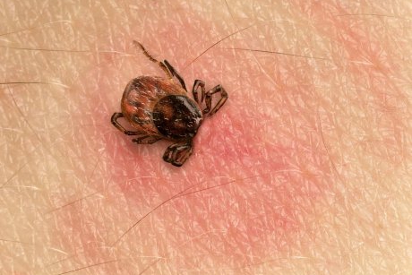 6 insecte care îţi pot strica vacanţa de 1 MAI. La ce să fii atent