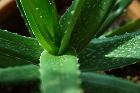 Aloe vera. TOP 12 beneficii nebanuite ale plantei nemuririi!